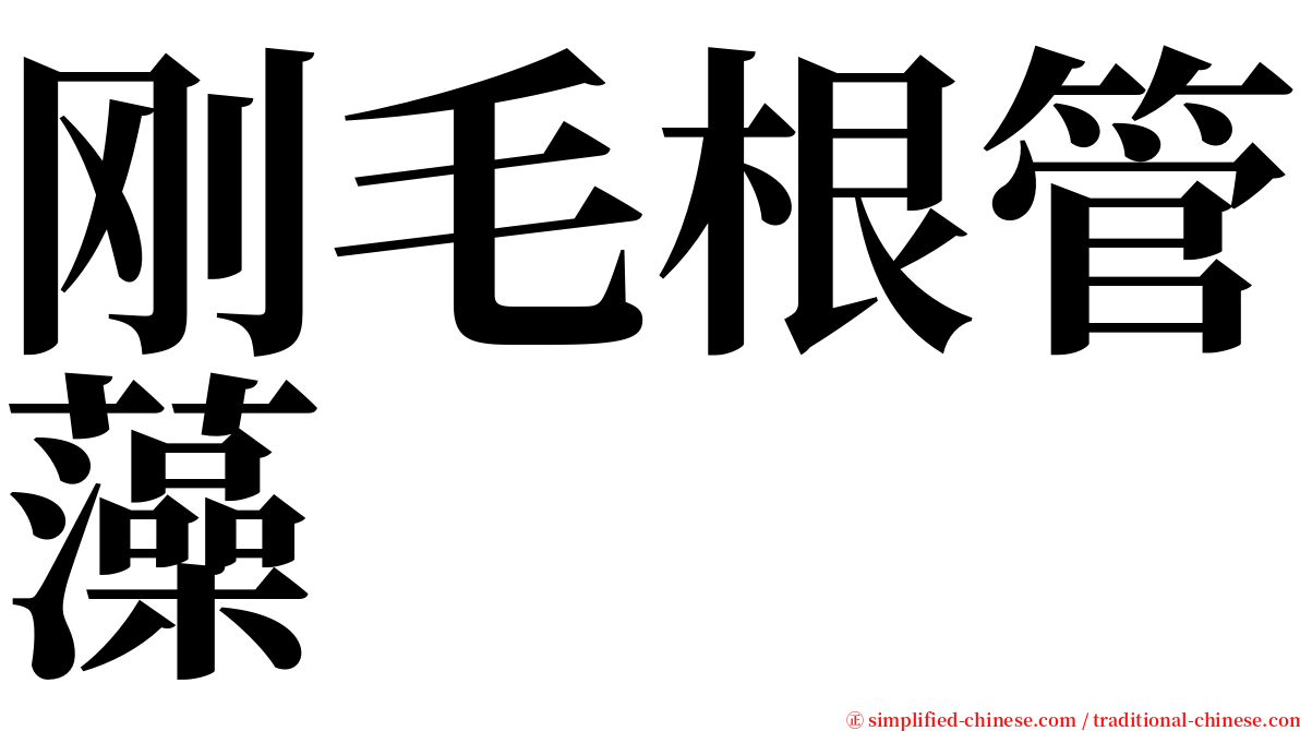 刚毛根管藻 serif font