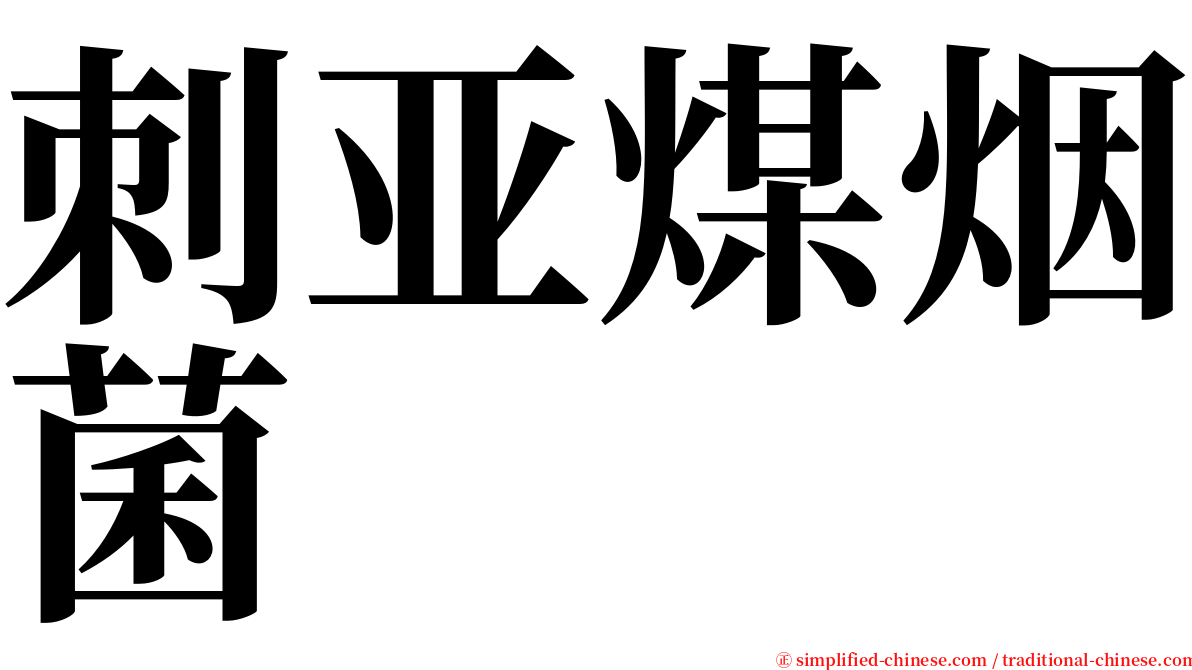 刺亚煤烟菌 serif font