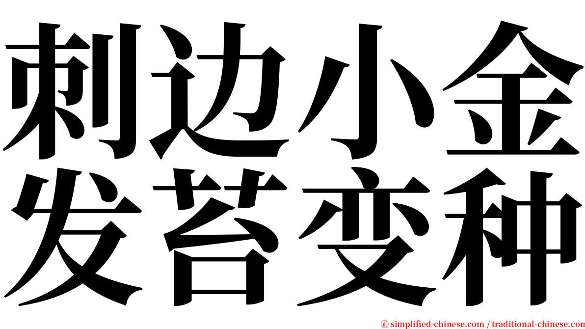 刺边小金发苔变种 serif font