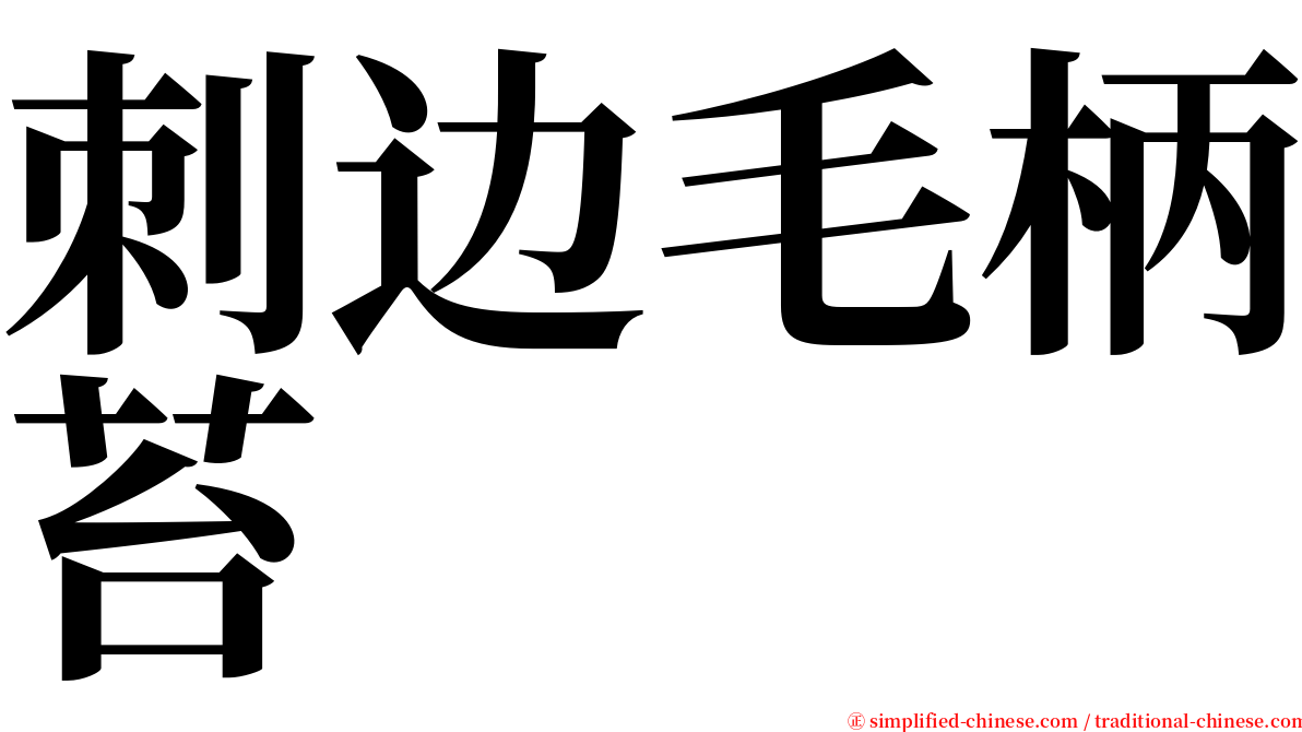 刺边毛柄苔 serif font