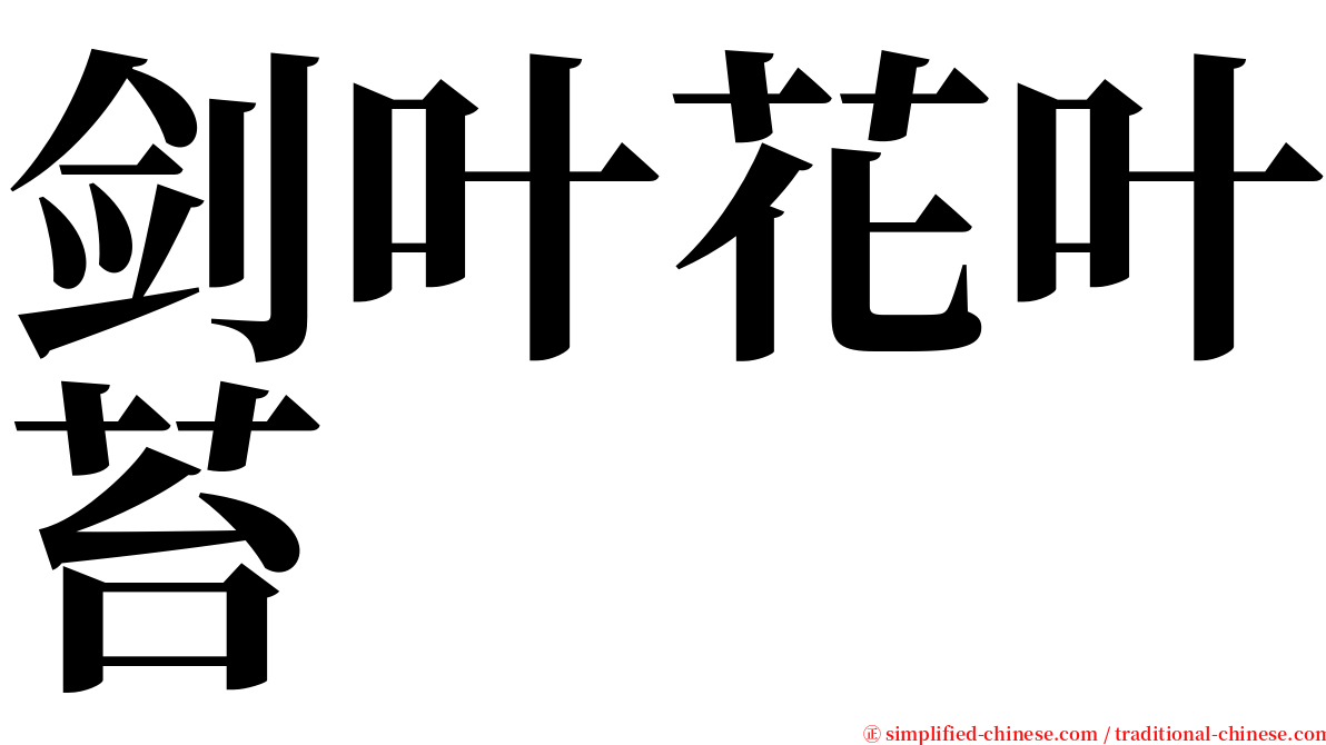 剑叶花叶苔 serif font