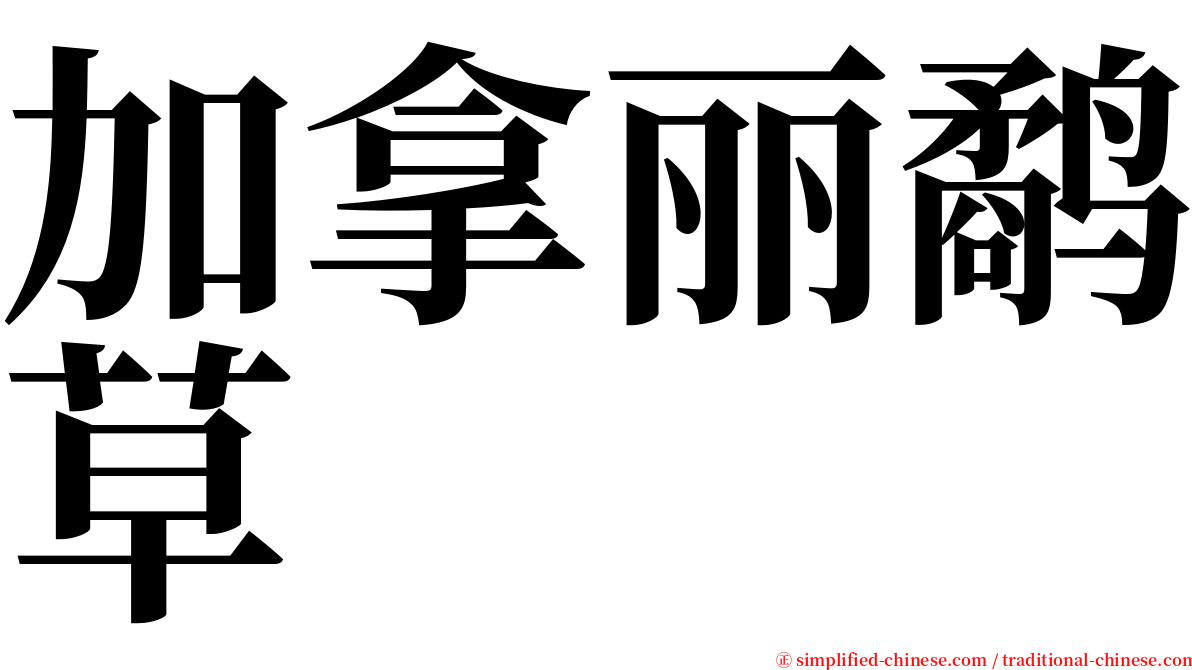 加拿丽鹬草 serif font