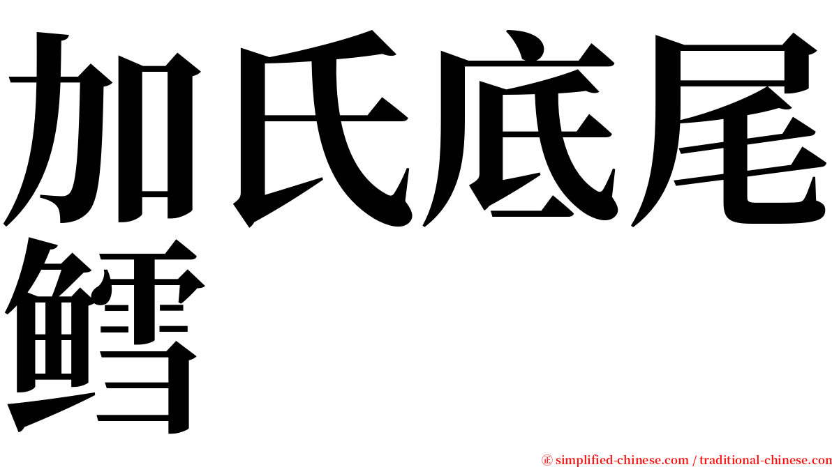 加氏底尾鳕 serif font