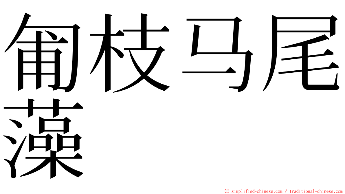 匍枝马尾藻 ming font