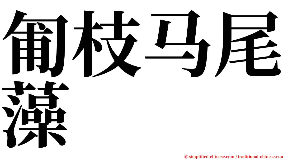 匍枝马尾藻 serif font