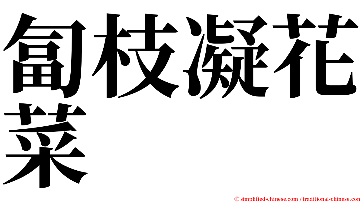 匐枝凝花菜 serif font