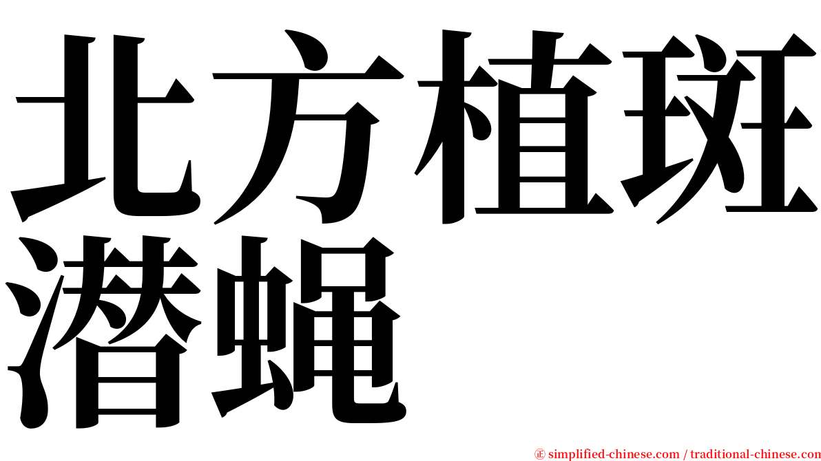 北方植斑潜蝇 serif font