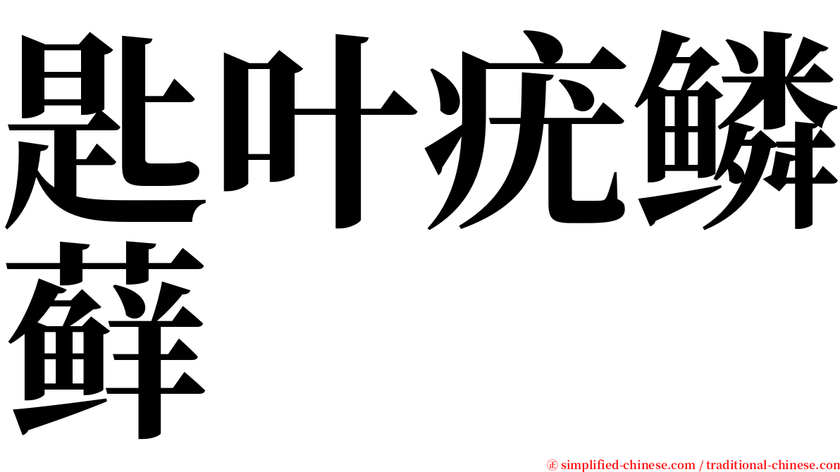 匙叶疣鳞藓 serif font