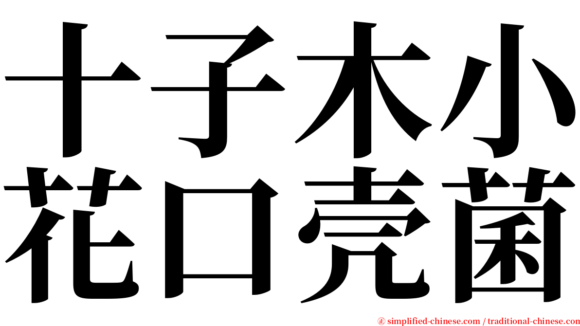 十子木小花口壳菌 serif font