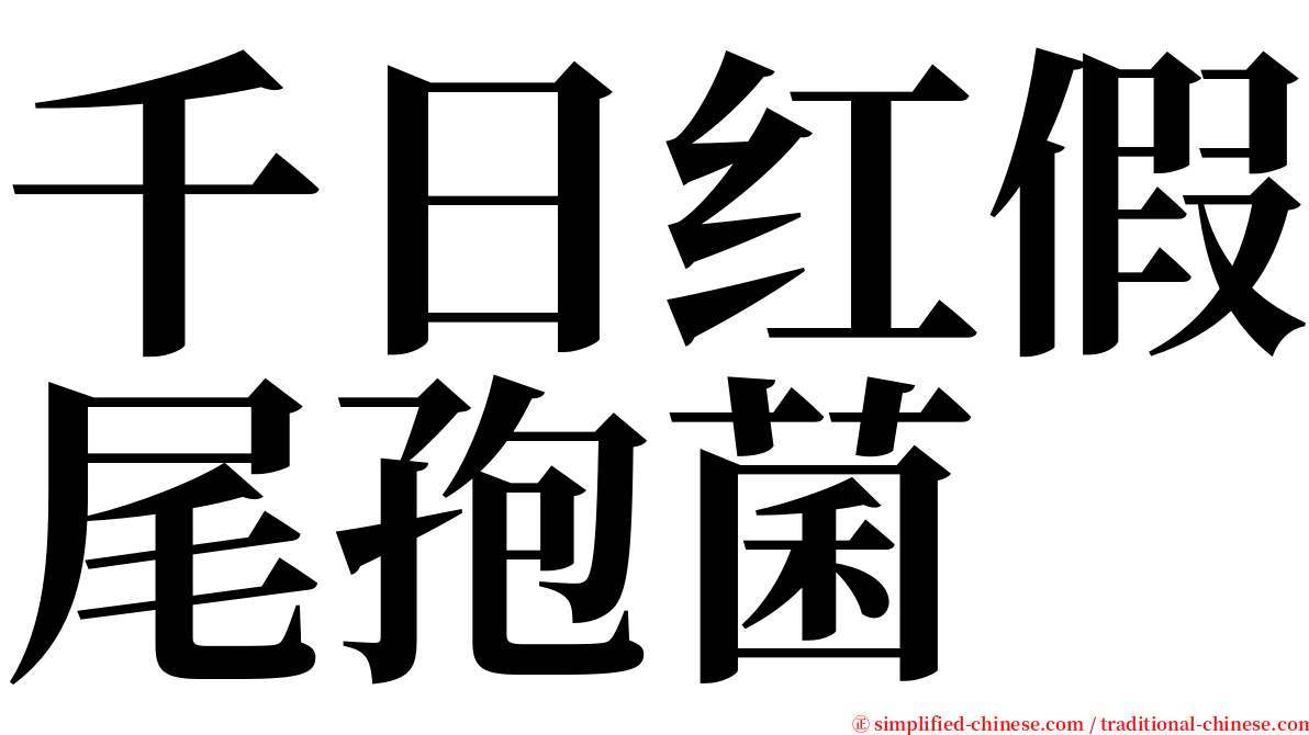 千日红假尾孢菌 serif font