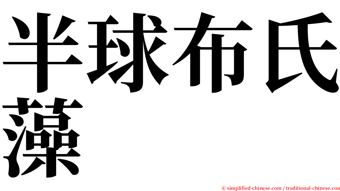 半球布氏藻 serif font