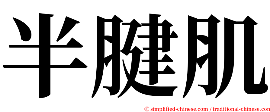 半腱肌 serif font