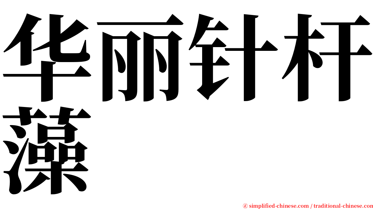 华丽针杆藻 serif font