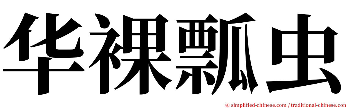 华裸瓢虫 serif font