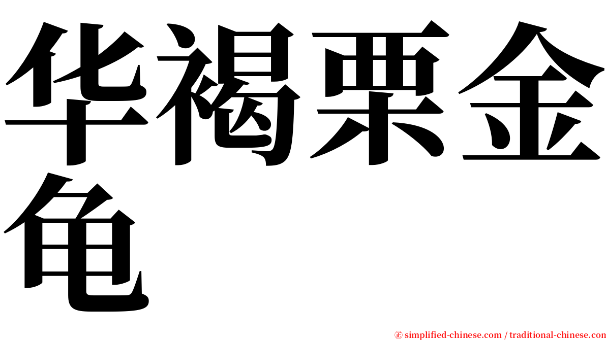 华褐栗金龟 serif font