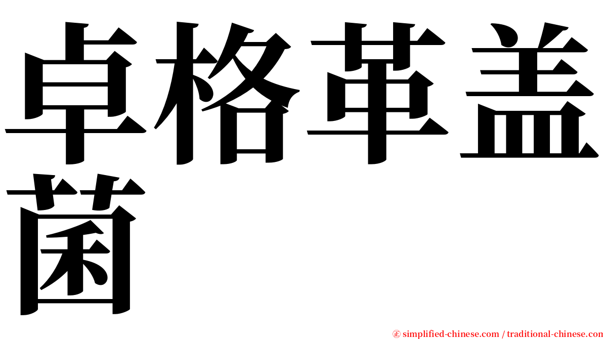 卓格革盖菌 serif font