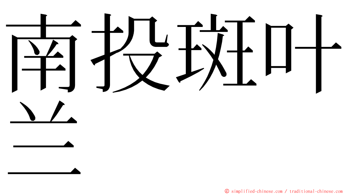 南投斑叶兰 ming font