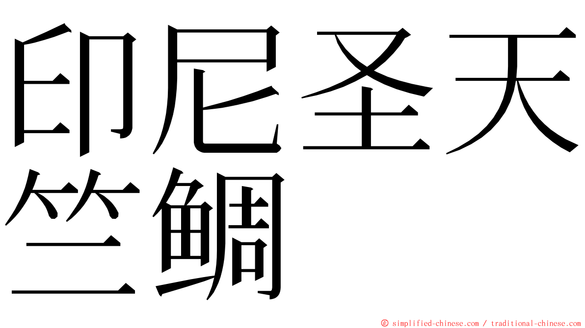 印尼圣天竺鲷 ming font