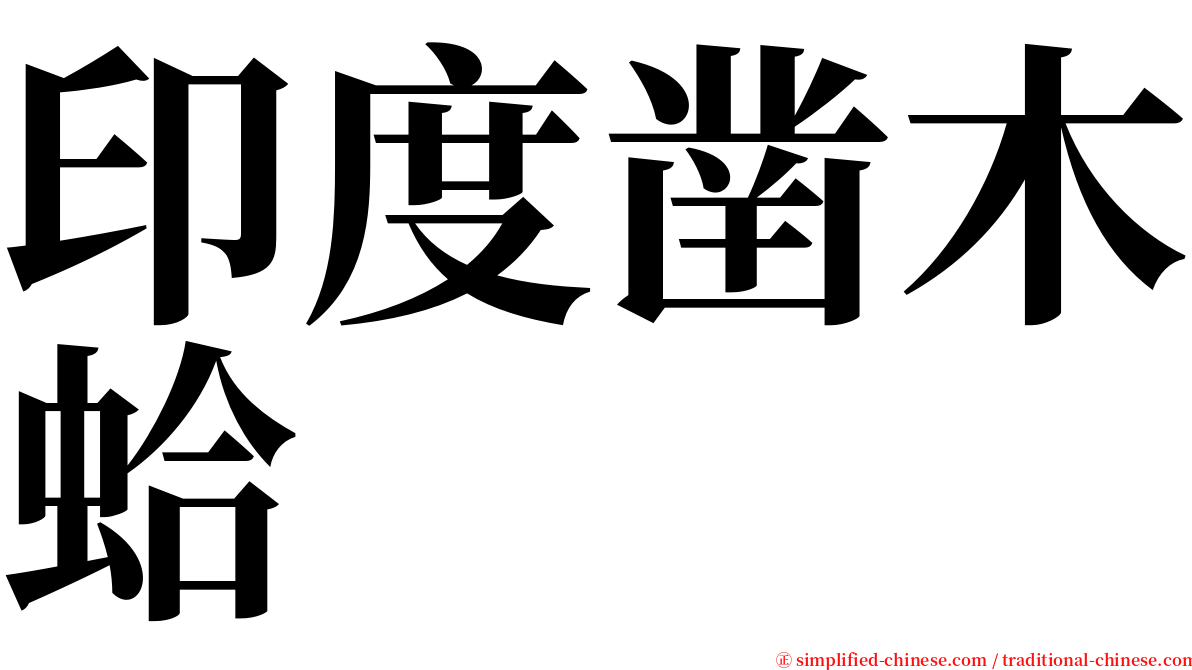 印度凿木蛤 serif font