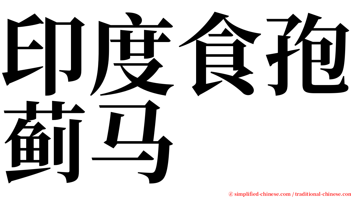 印度食孢蓟马 serif font