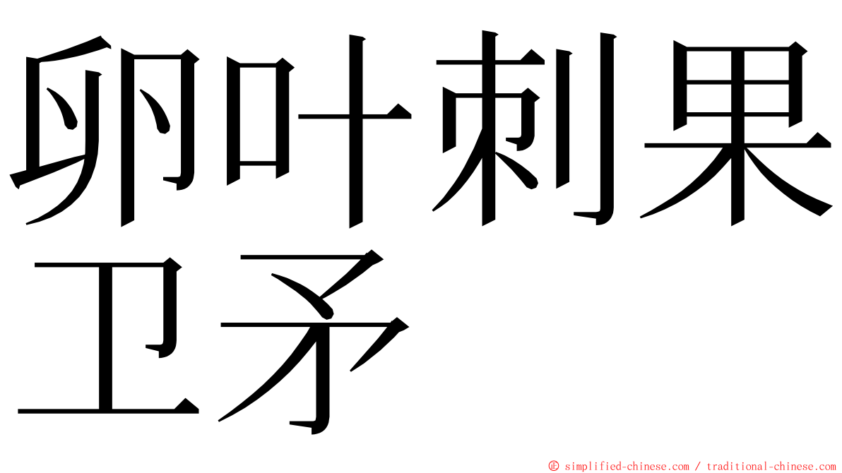 卵叶刺果卫矛 ming font