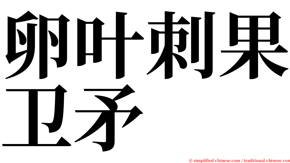 卵叶刺果卫矛 serif font