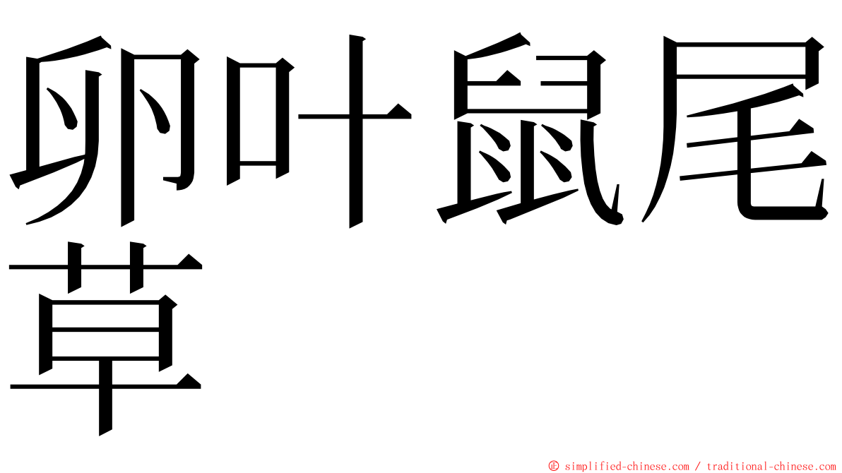 卵叶鼠尾草 ming font