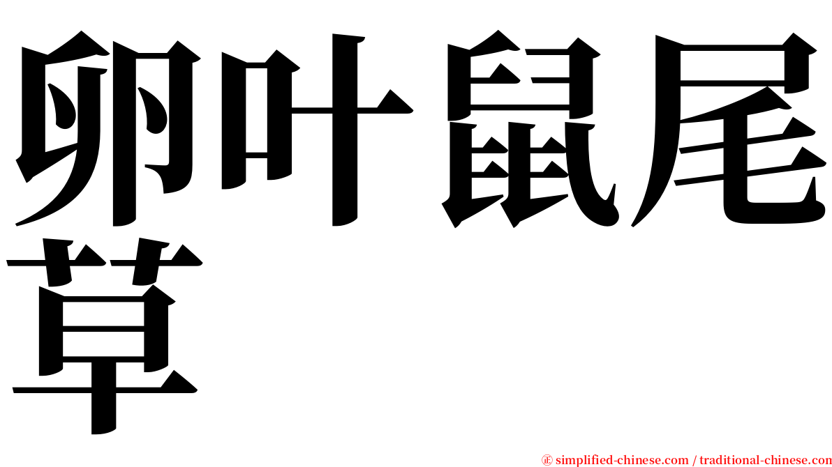 卵叶鼠尾草 serif font