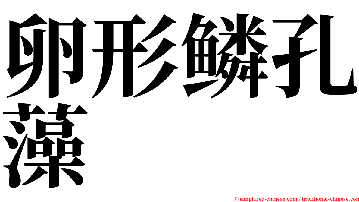 卵形鳞孔藻 serif font