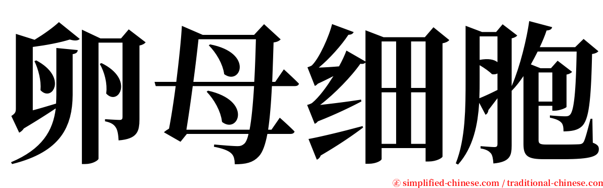 卵母细胞 serif font