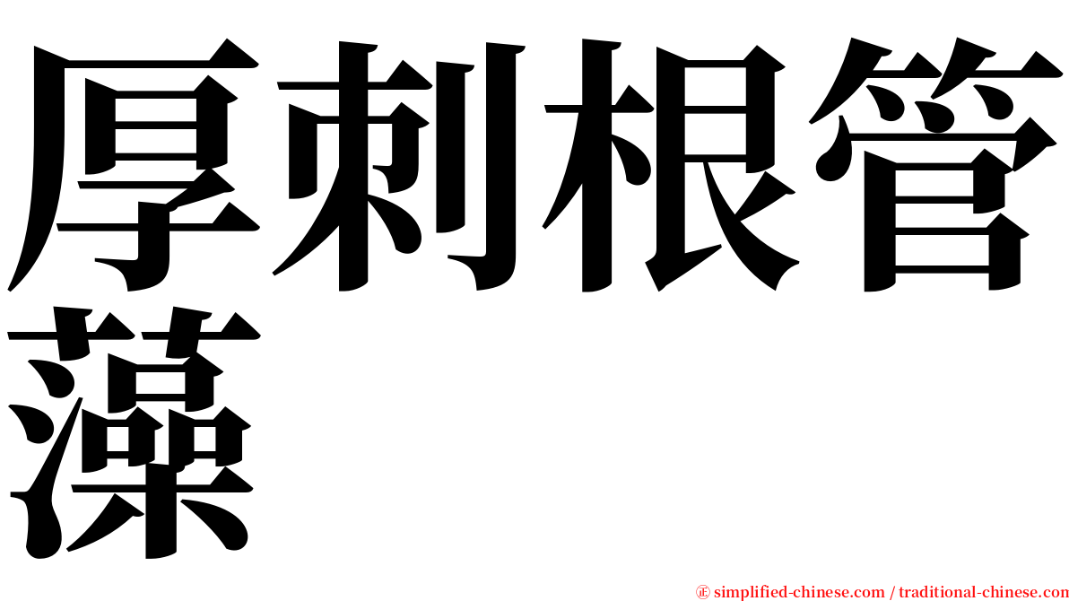 厚刺根管藻 serif font