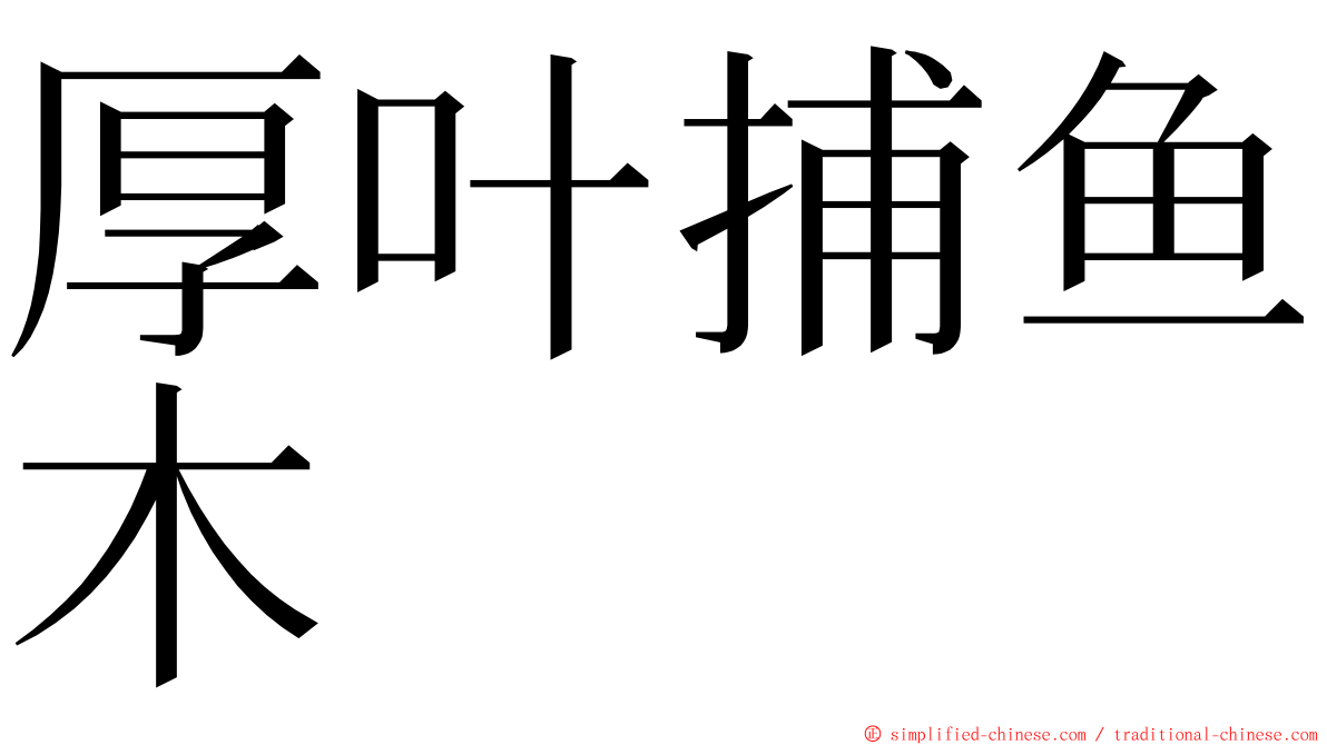 厚叶捕鱼木 ming font