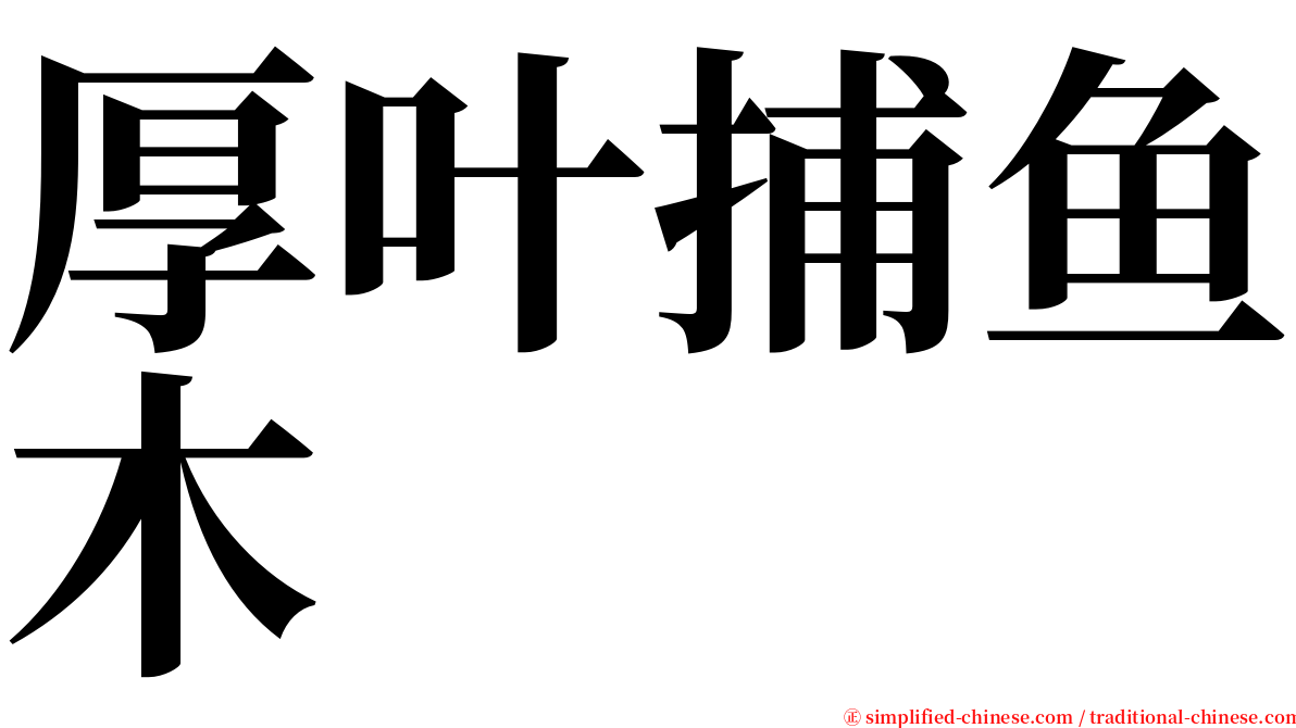 厚叶捕鱼木 serif font