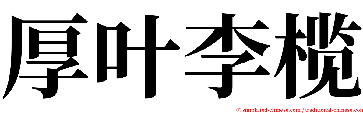 厚叶李榄 serif font