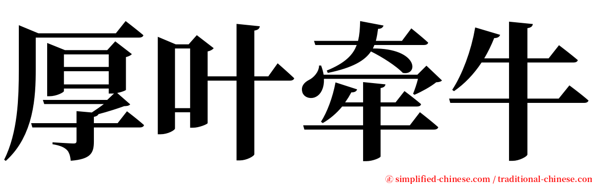 厚叶牵牛 serif font