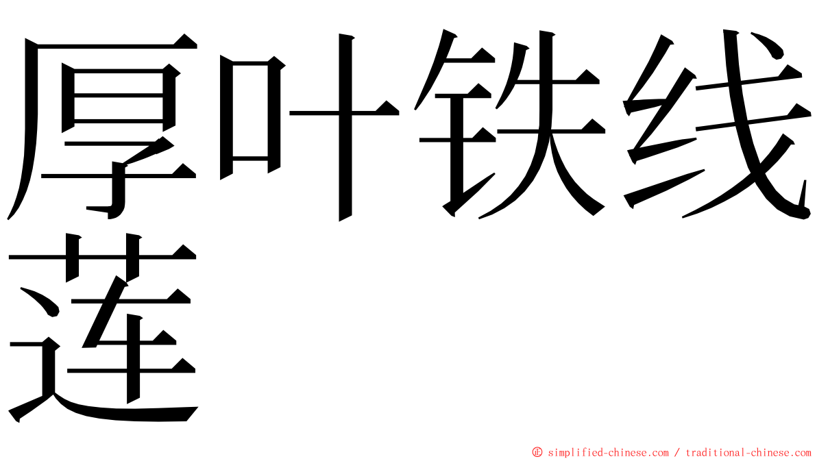 厚叶铁线莲 ming font