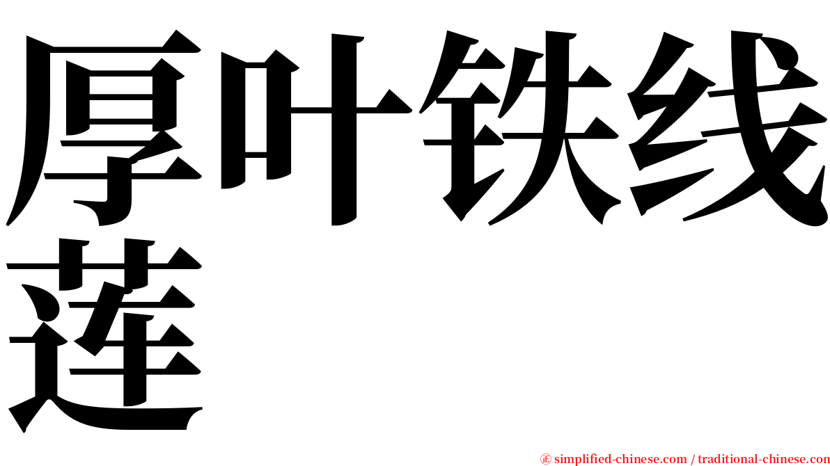 厚叶铁线莲 serif font