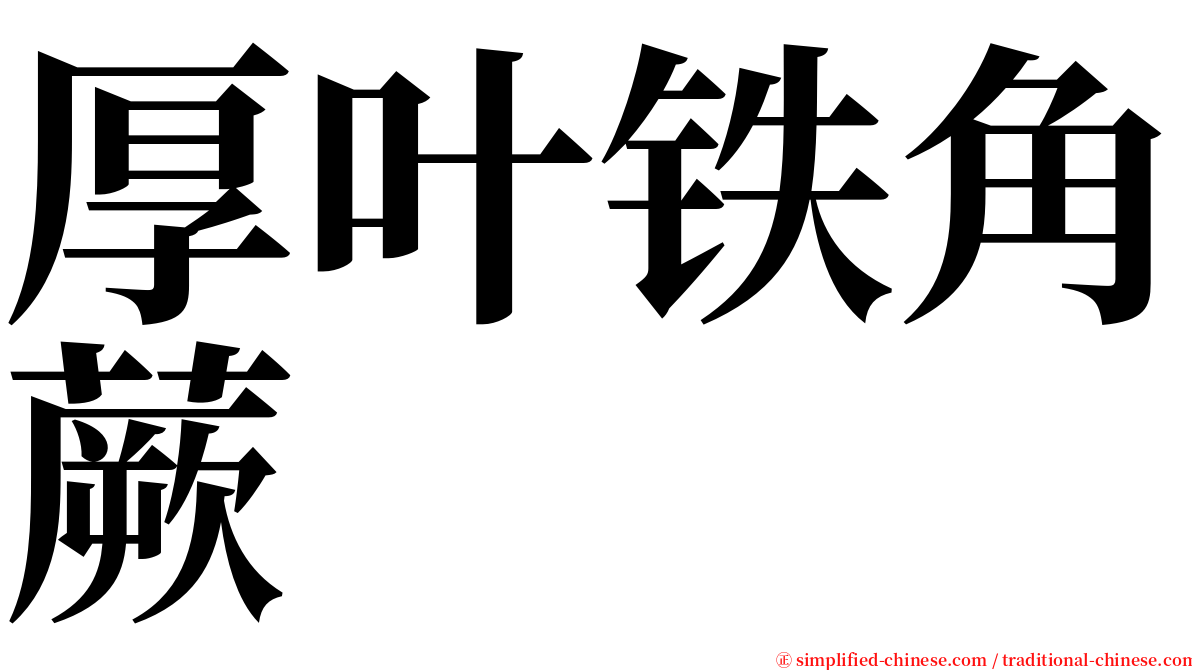 厚叶铁角蕨 serif font