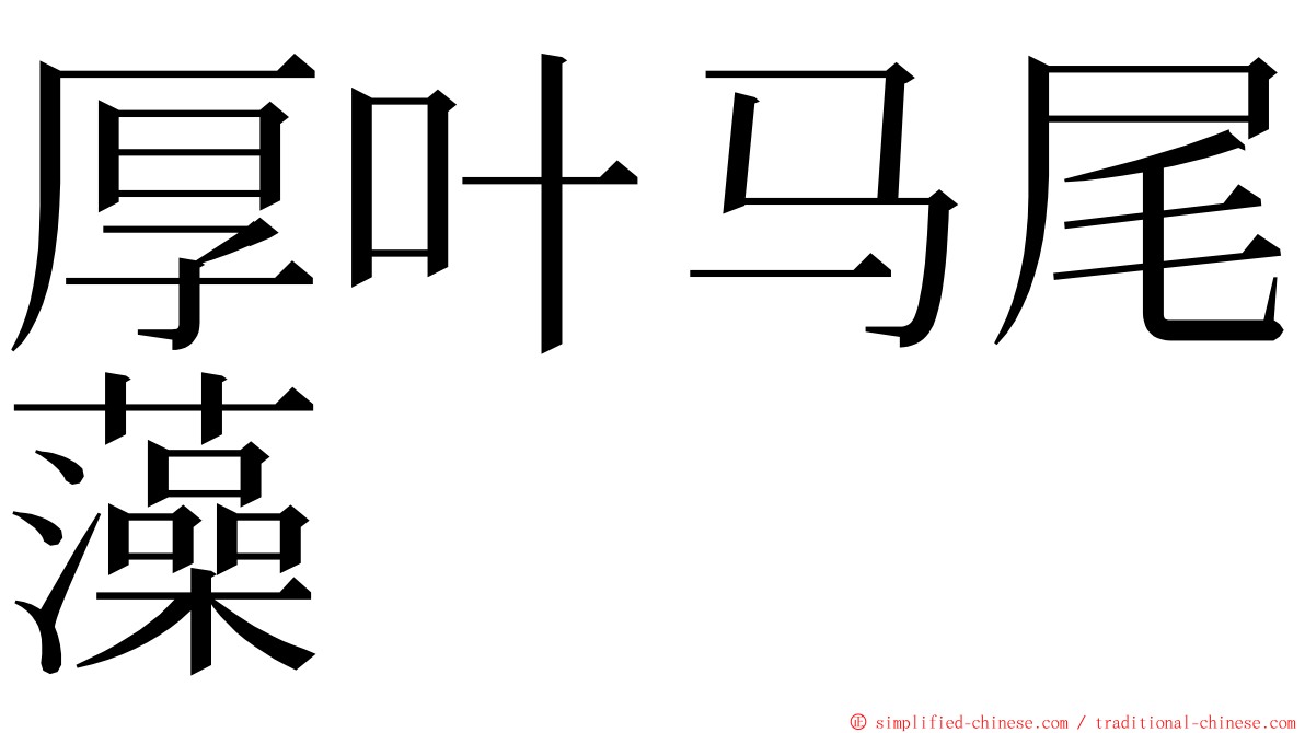 厚叶马尾藻 ming font