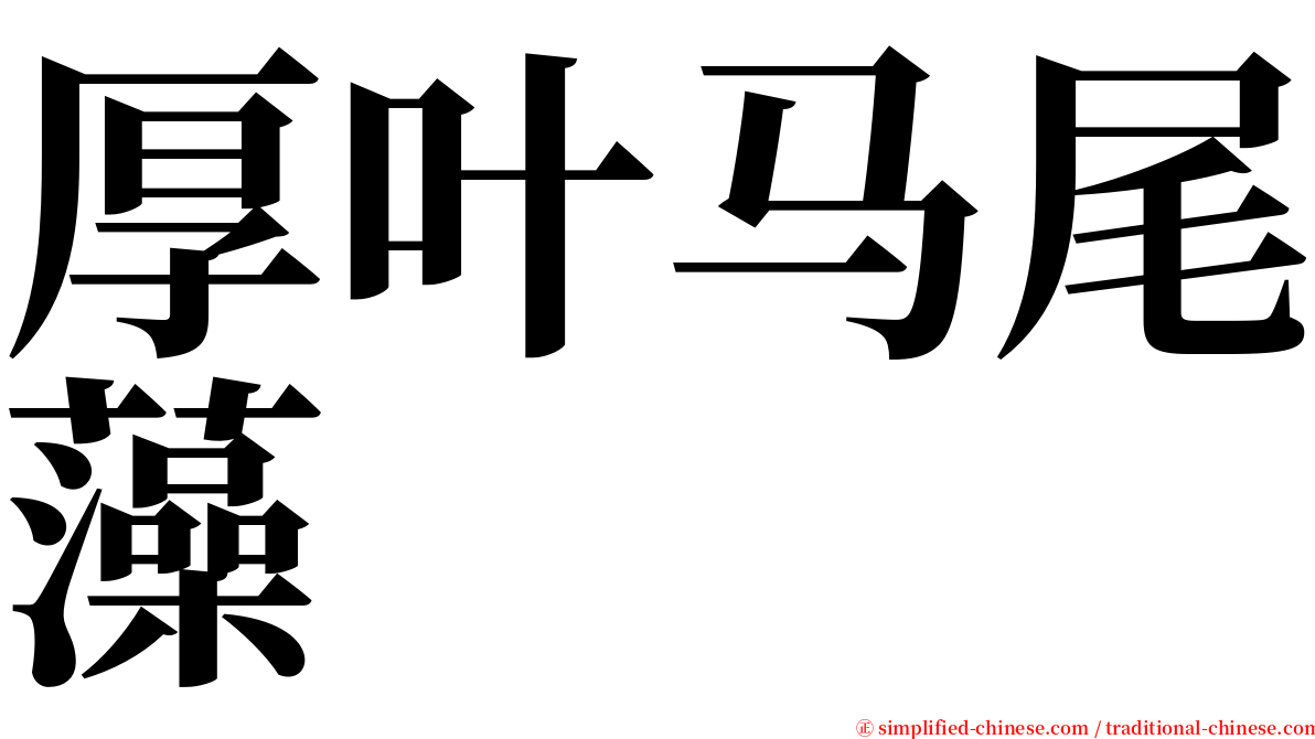 厚叶马尾藻 serif font