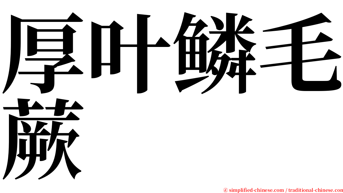 厚叶鳞毛蕨 serif font