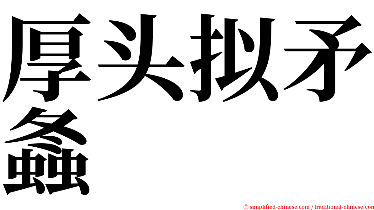 厚头拟矛螽 serif font