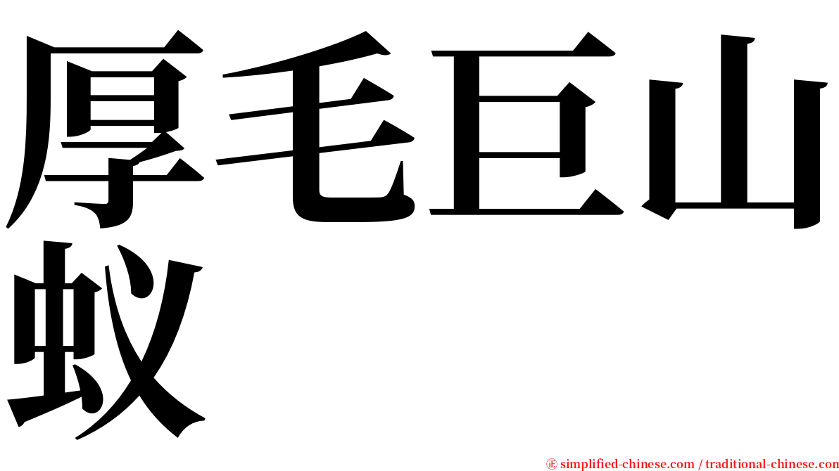 厚毛巨山蚁 serif font