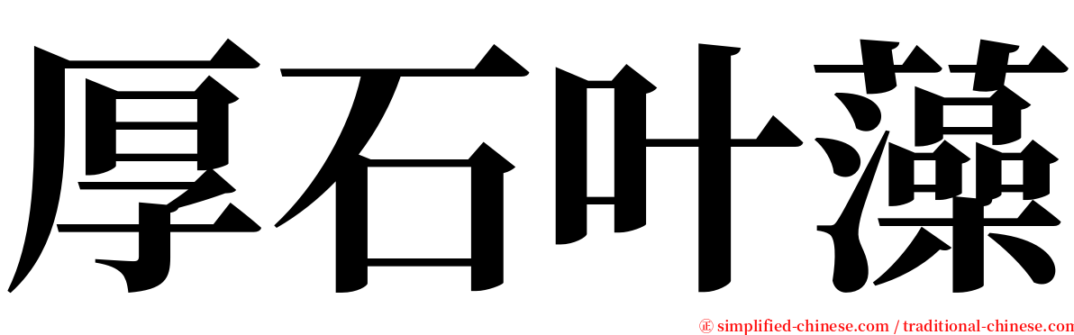 厚石叶藻 serif font