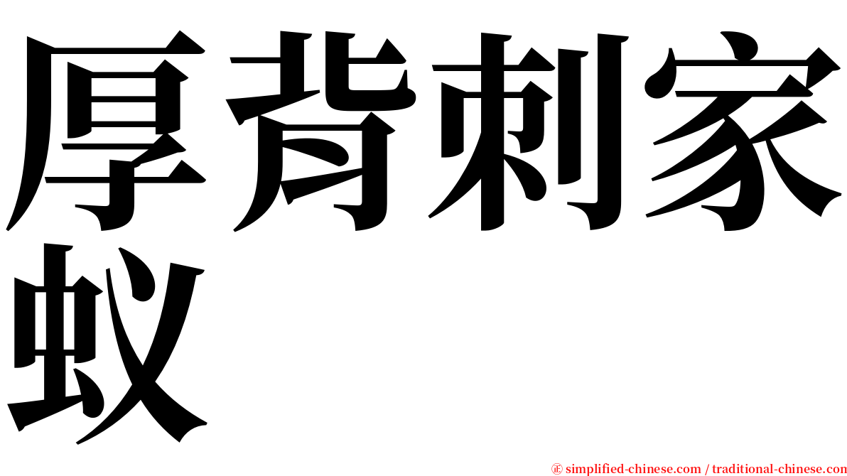 厚背刺家蚁 serif font