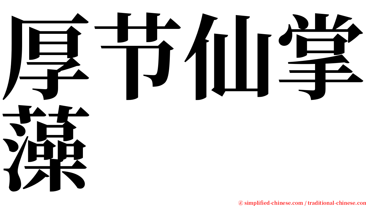 厚节仙掌藻 serif font