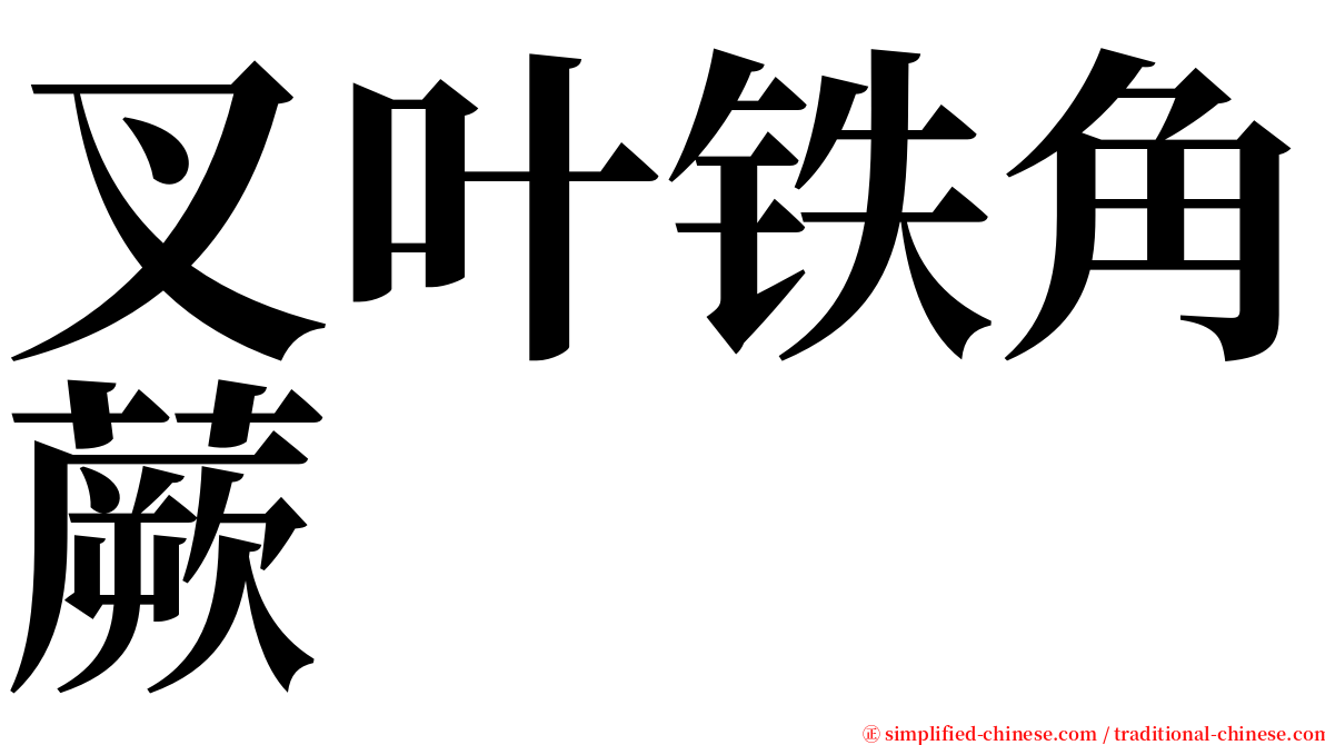 叉叶铁角蕨 serif font