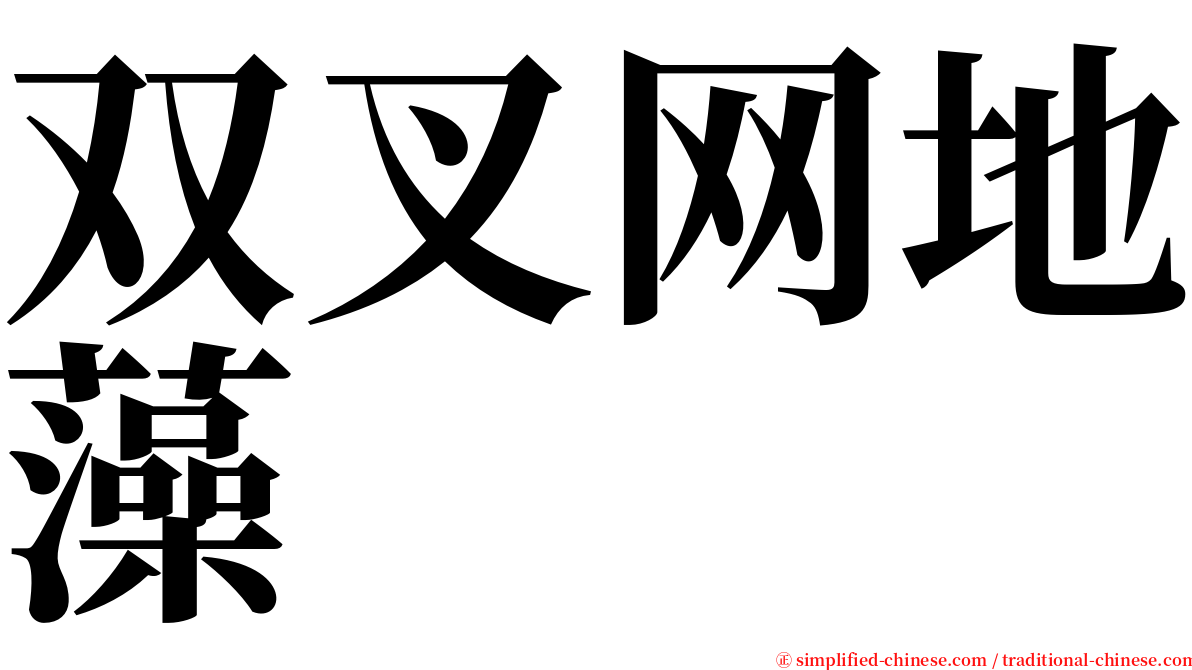 双叉网地藻 serif font