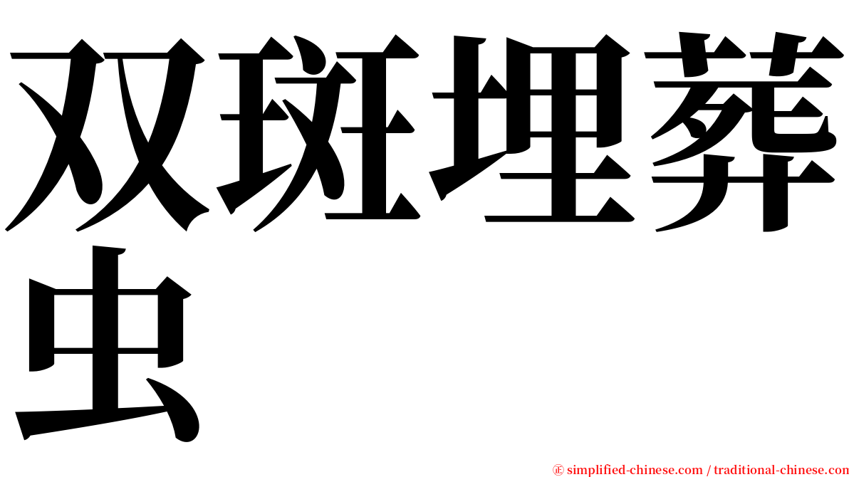 双斑埋葬虫 serif font