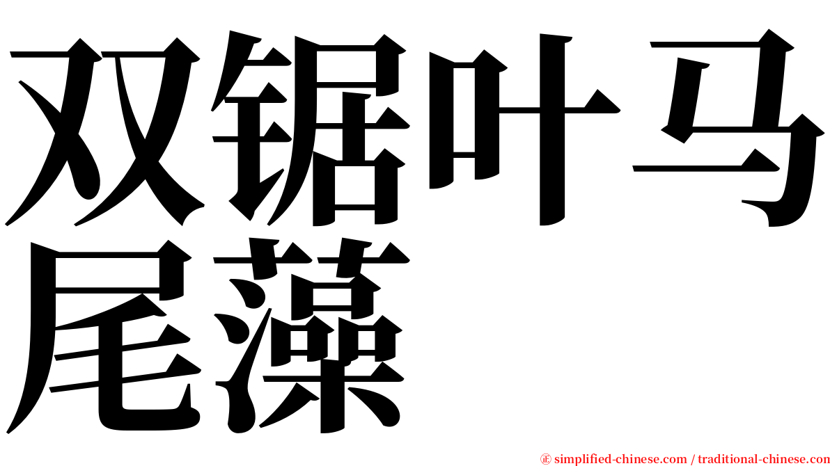 双锯叶马尾藻 serif font